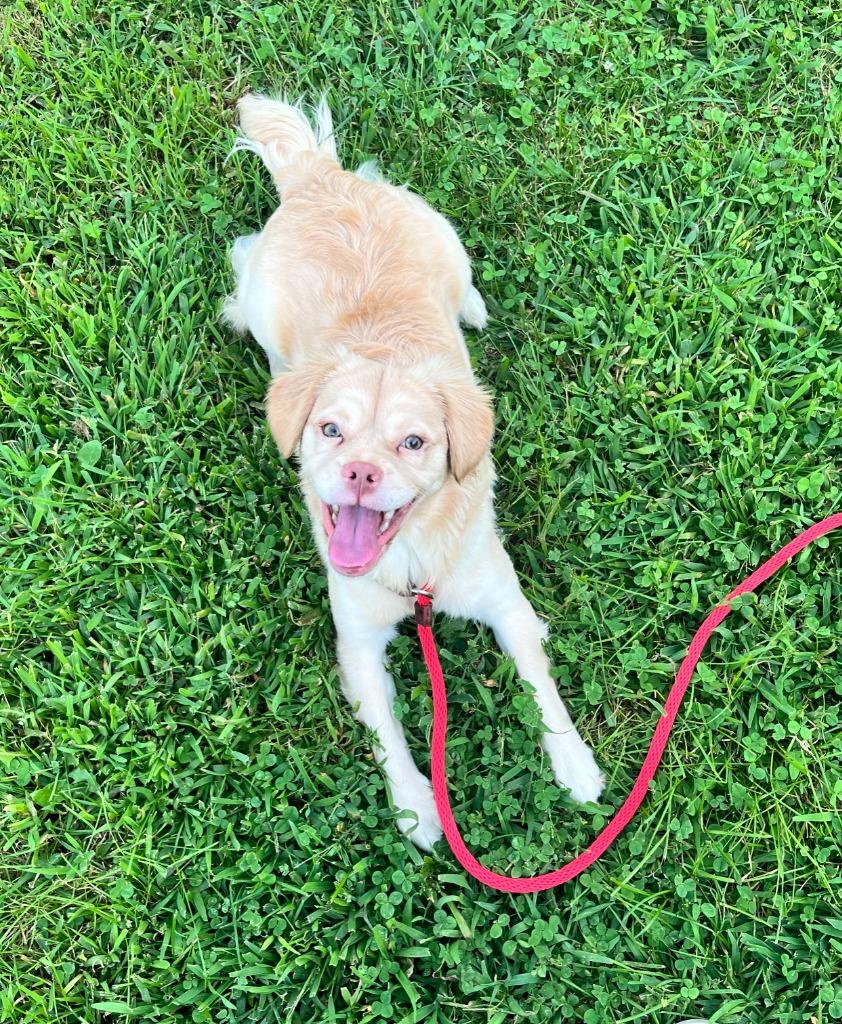 Enlarge Daisy, a Adoptable mixed breed in Shorewood, IL image 6/6