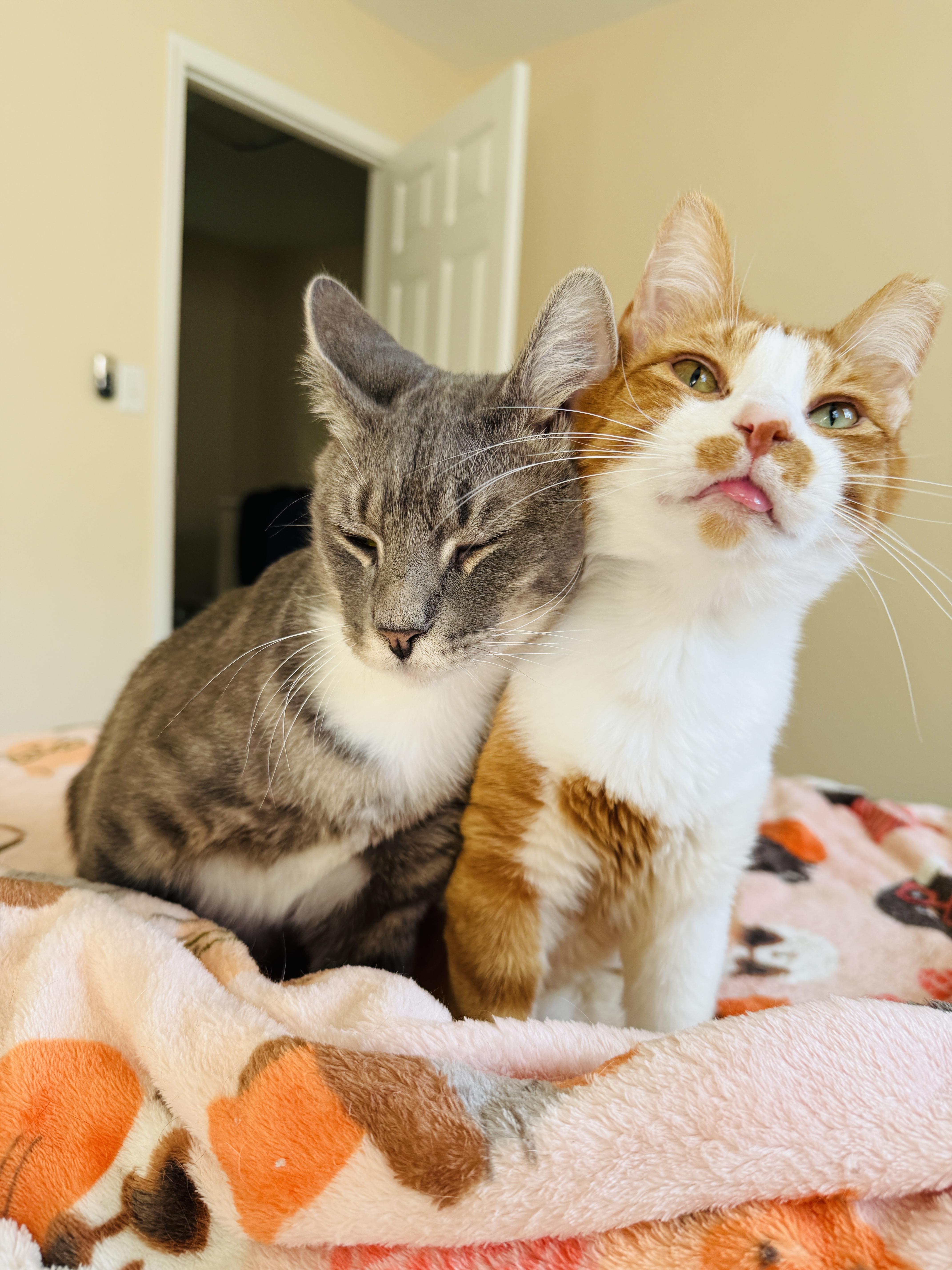 Enlarge Swan & Fennec, a Adoptable mixed breed in Mooresville, NC image 2/6