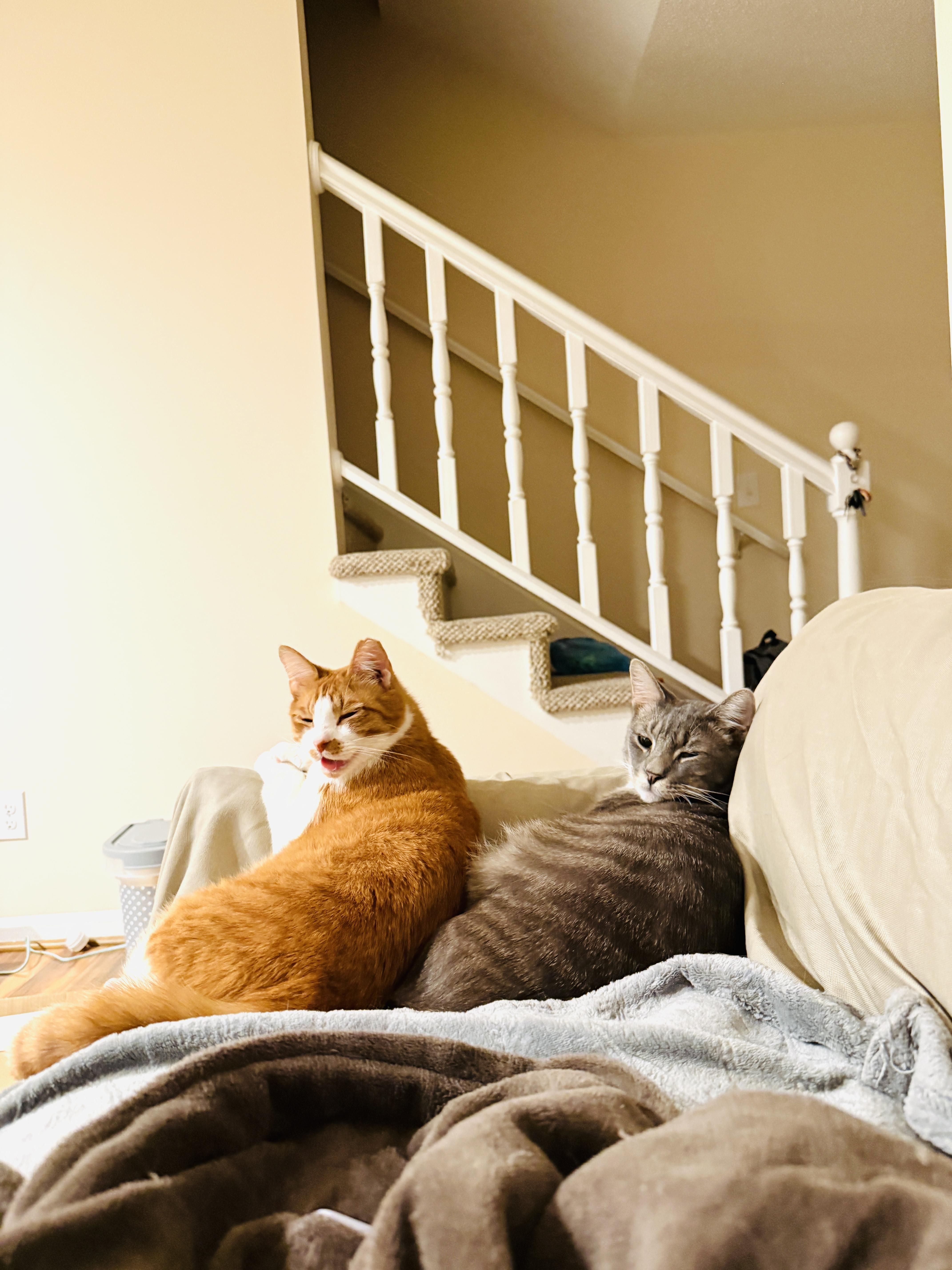 Swan & Fennec, Adoptable, Adult Male Domestic Short Hair & Tabby.