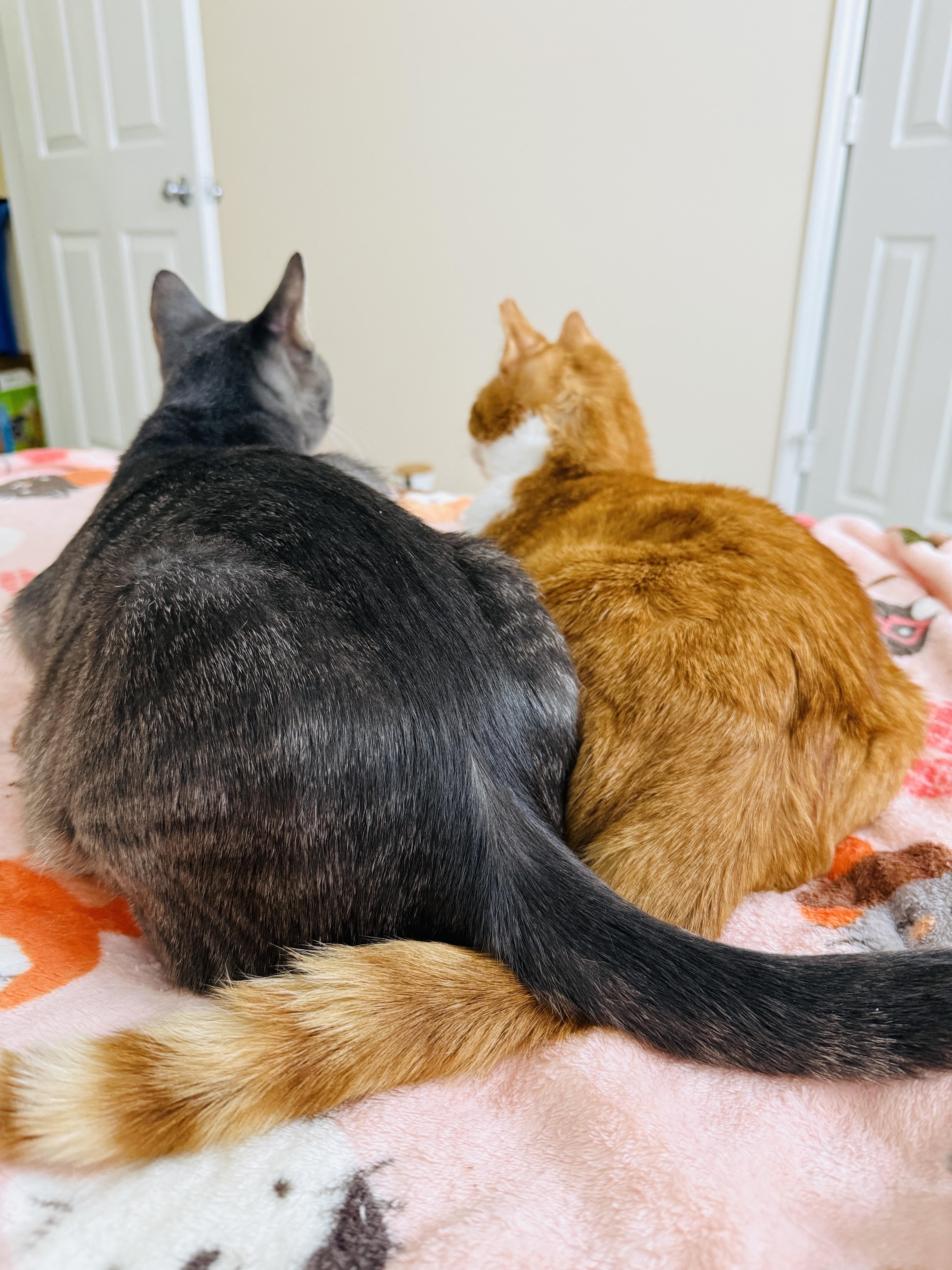 Enlarge Swan & Fennec, a Adoptable mixed breed in Mooresville, NC image 5/6