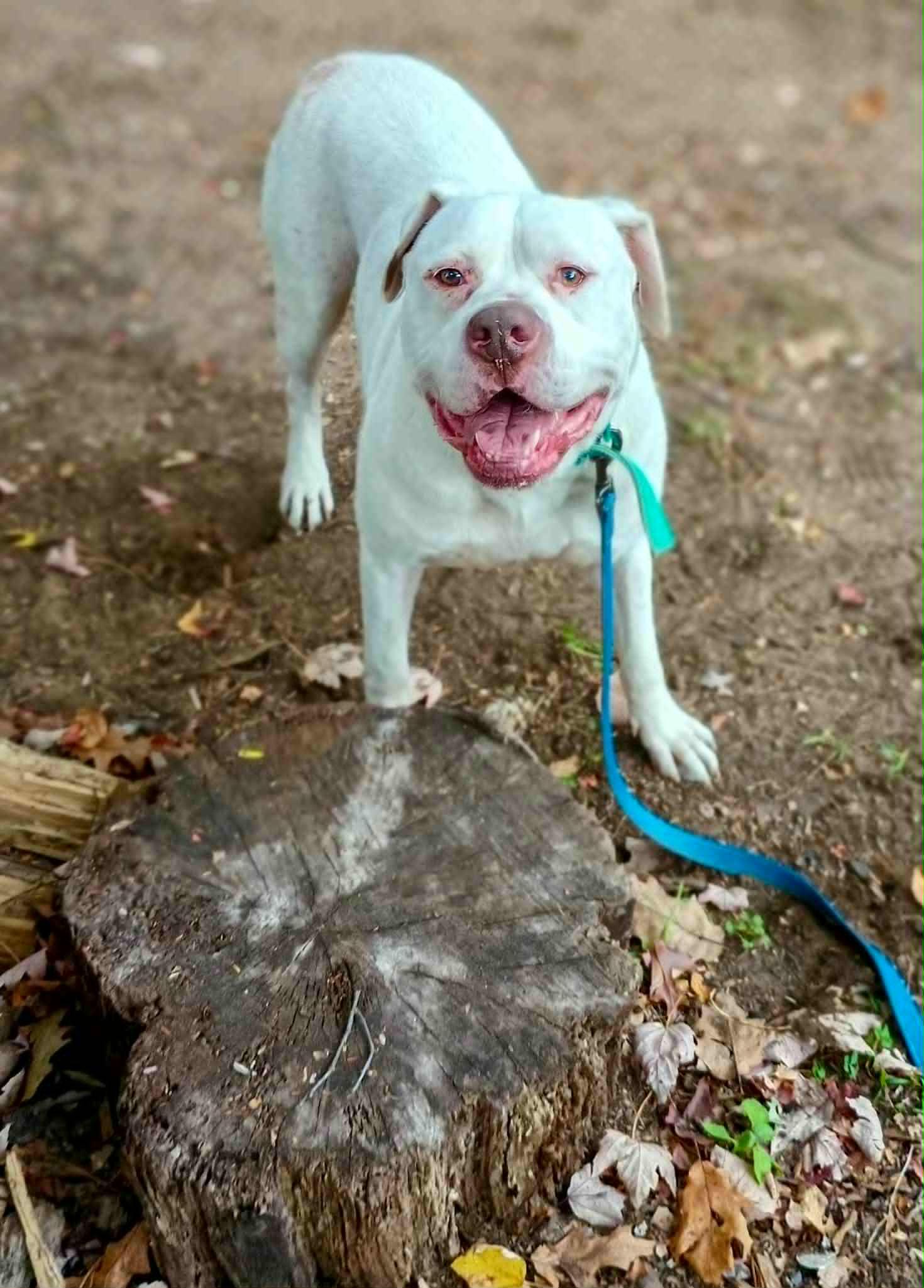 Enlarge HANK, an adopted mixed breed in Canastota, NY image 3/4