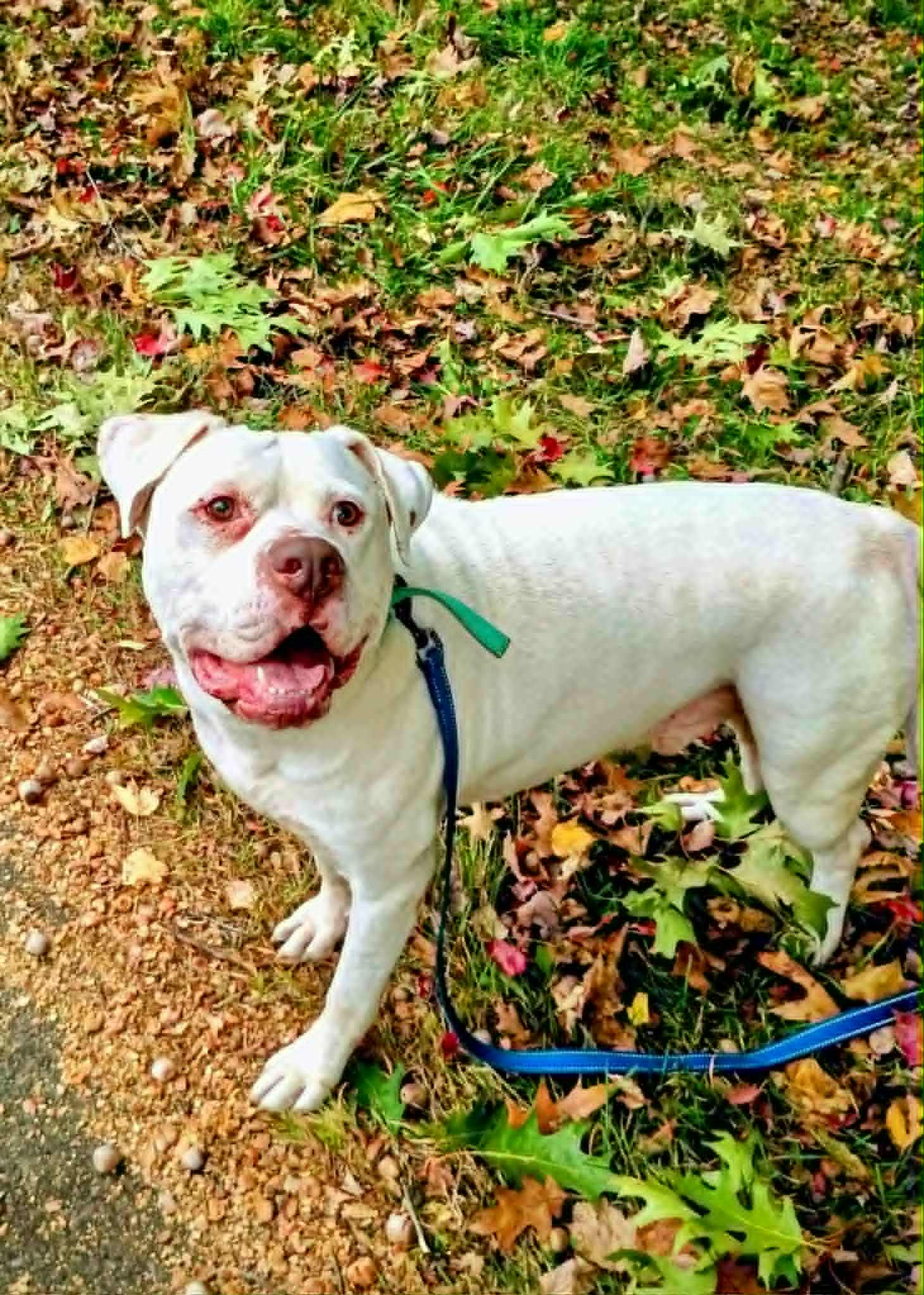 Enlarge HANK, an adopted mixed breed in Canastota, NY image 2/4