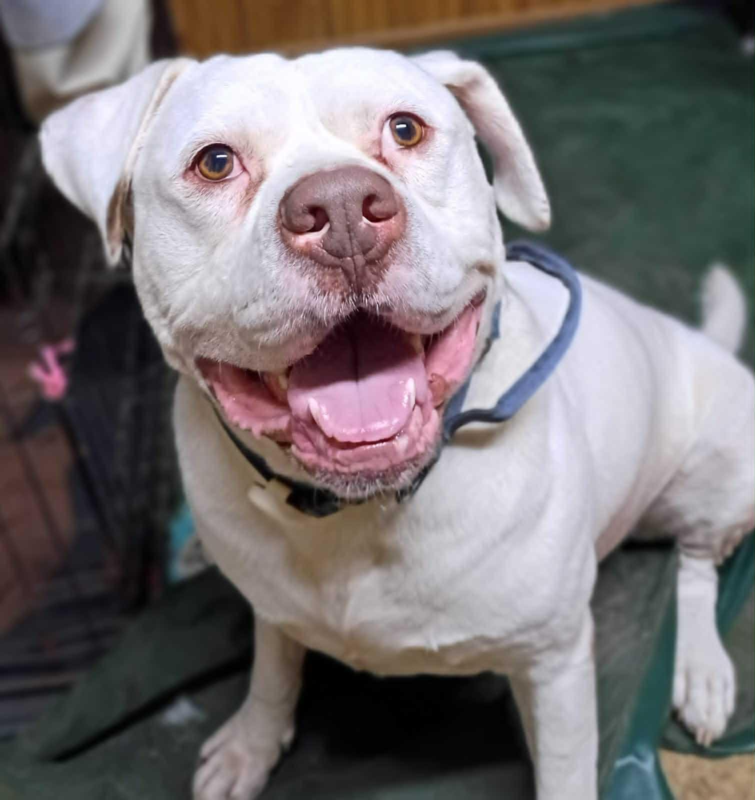 HANK, adopted, Adult Male Mixed Breed.