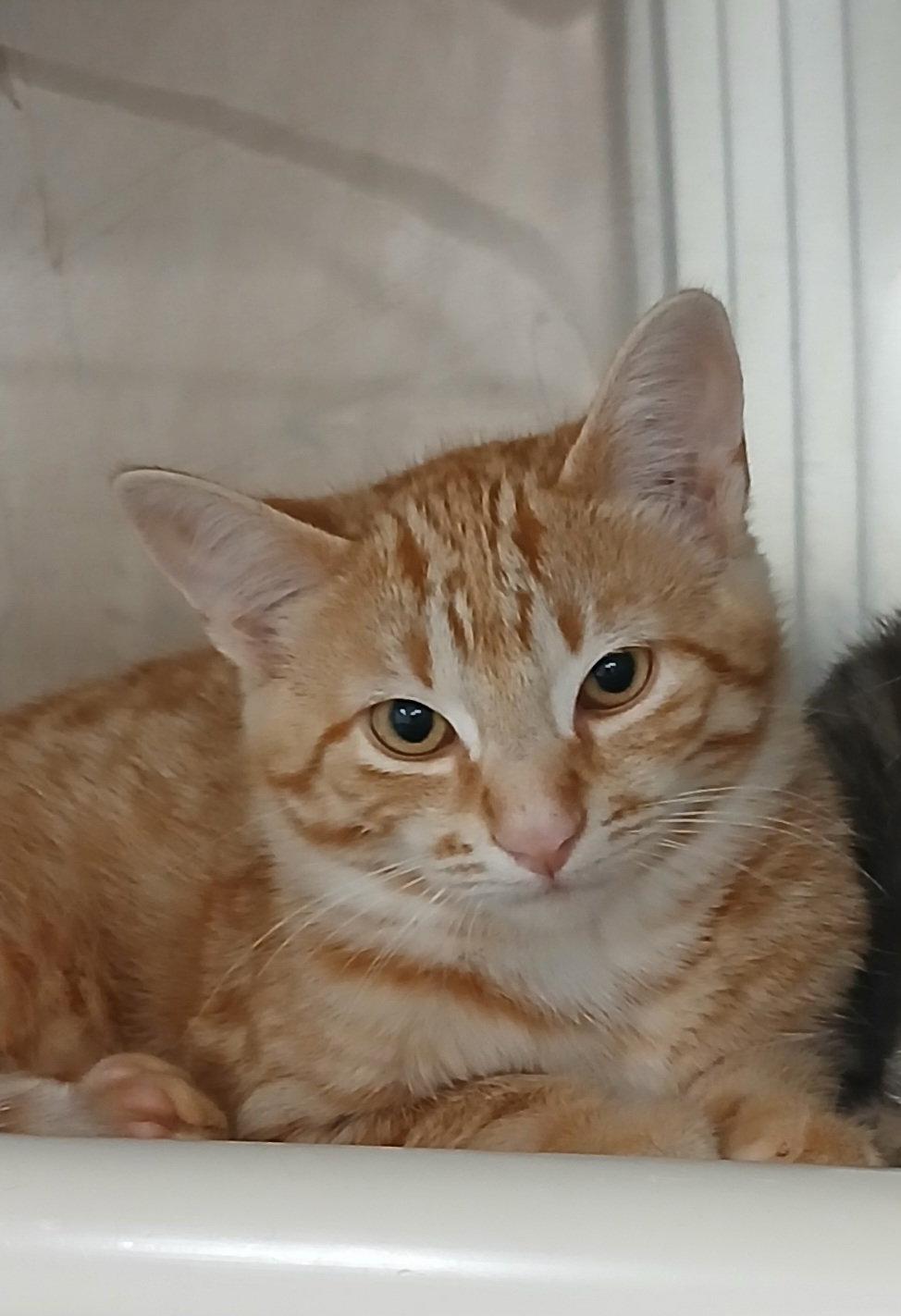 Devonian, Adoptable, Kitten Male Tabby & Domestic Short Hair.