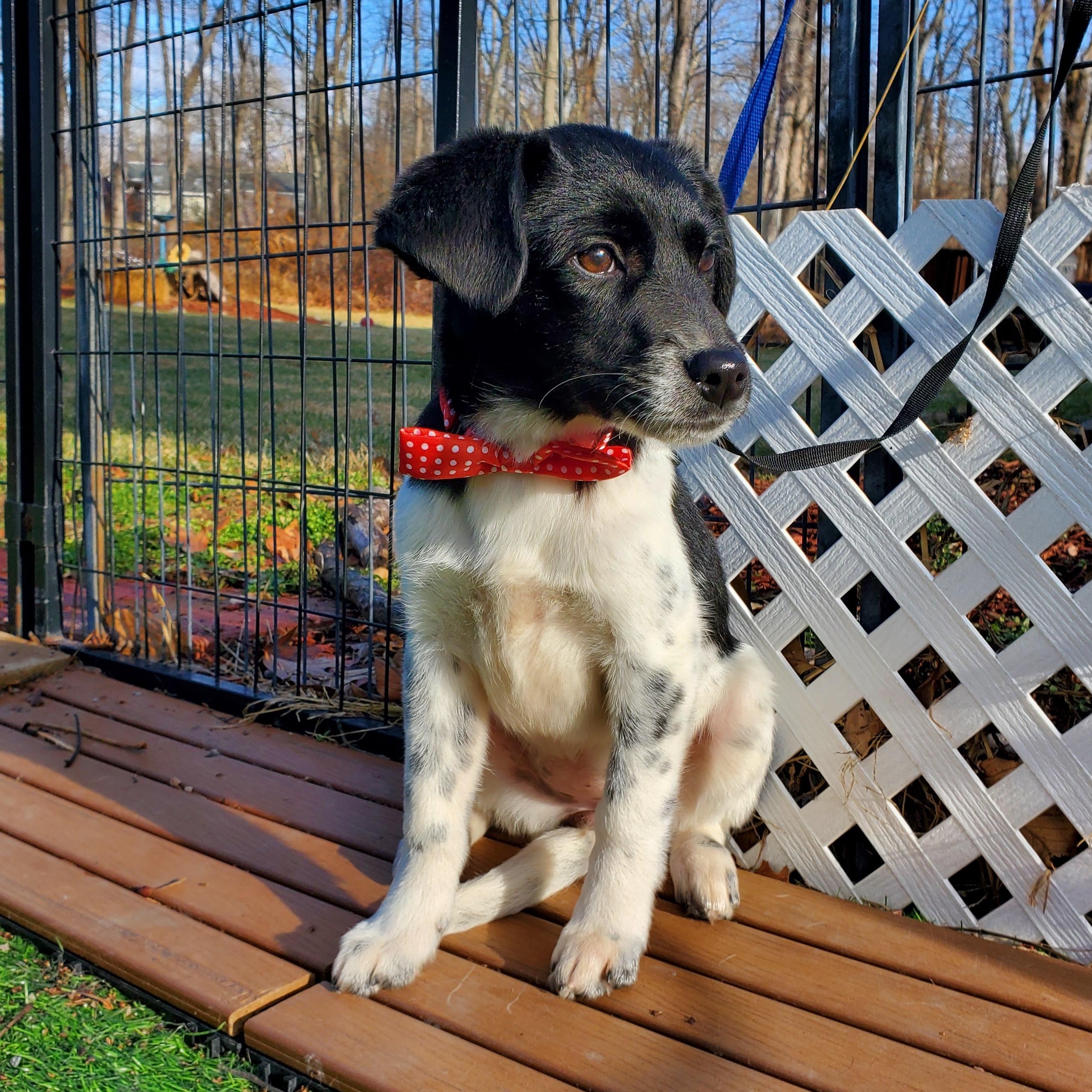 Cera, Adoptable, Puppy Female Beagle & Mixed Breed.
