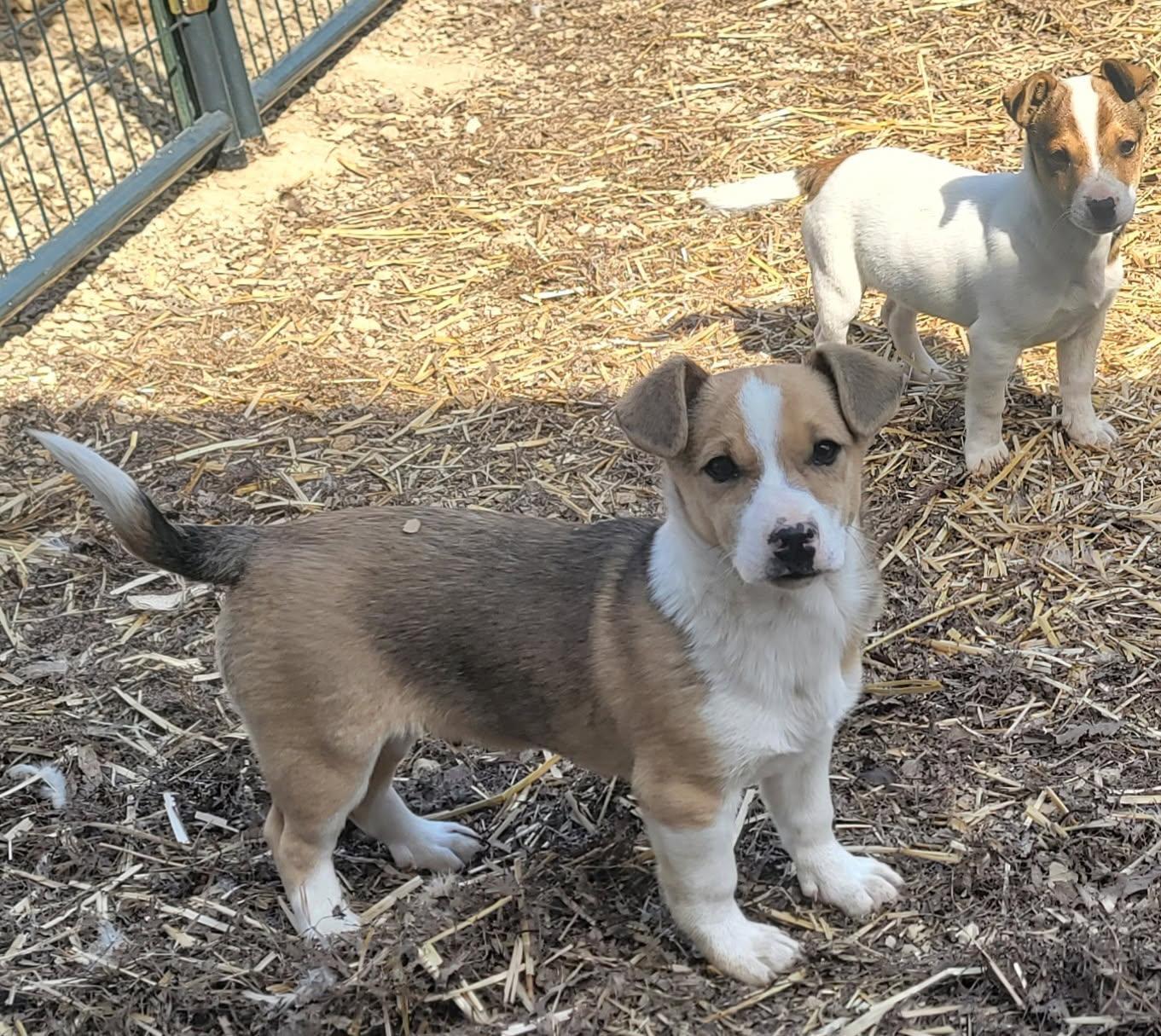 Enlarge Two boy puppies, a ADOPTABLE mixed breed in Richland Center, WI image 2/2