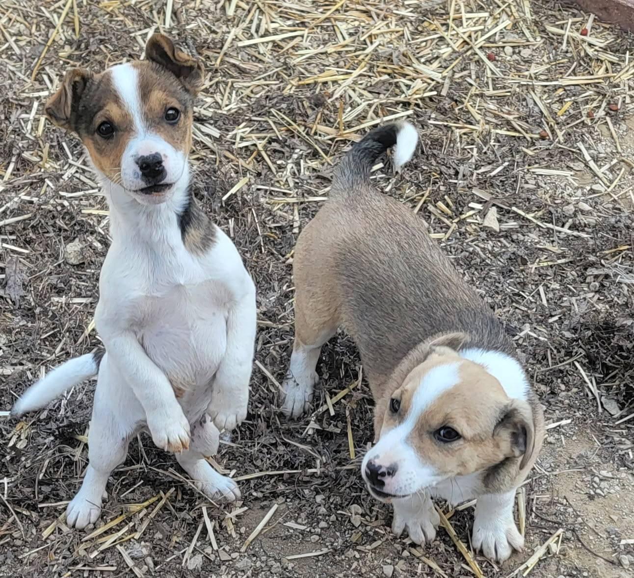 Two boy puppies, ADOPTABLE, Puppy Male Jack Russell Terrier & Corgi.