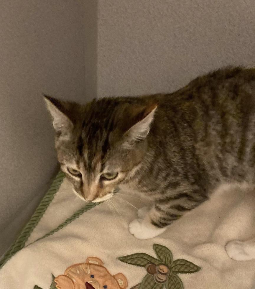 Purrmithius, an adopted Tabby in Murrieta, CA image 2/2