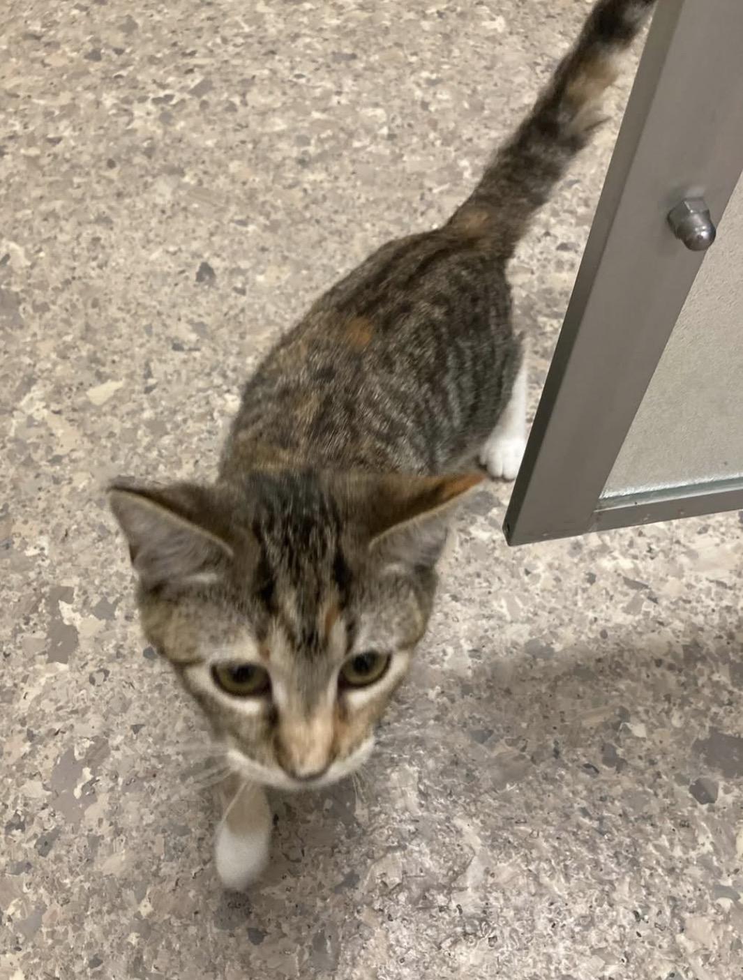 Purrmithius, adopted, Young Female Tabby.