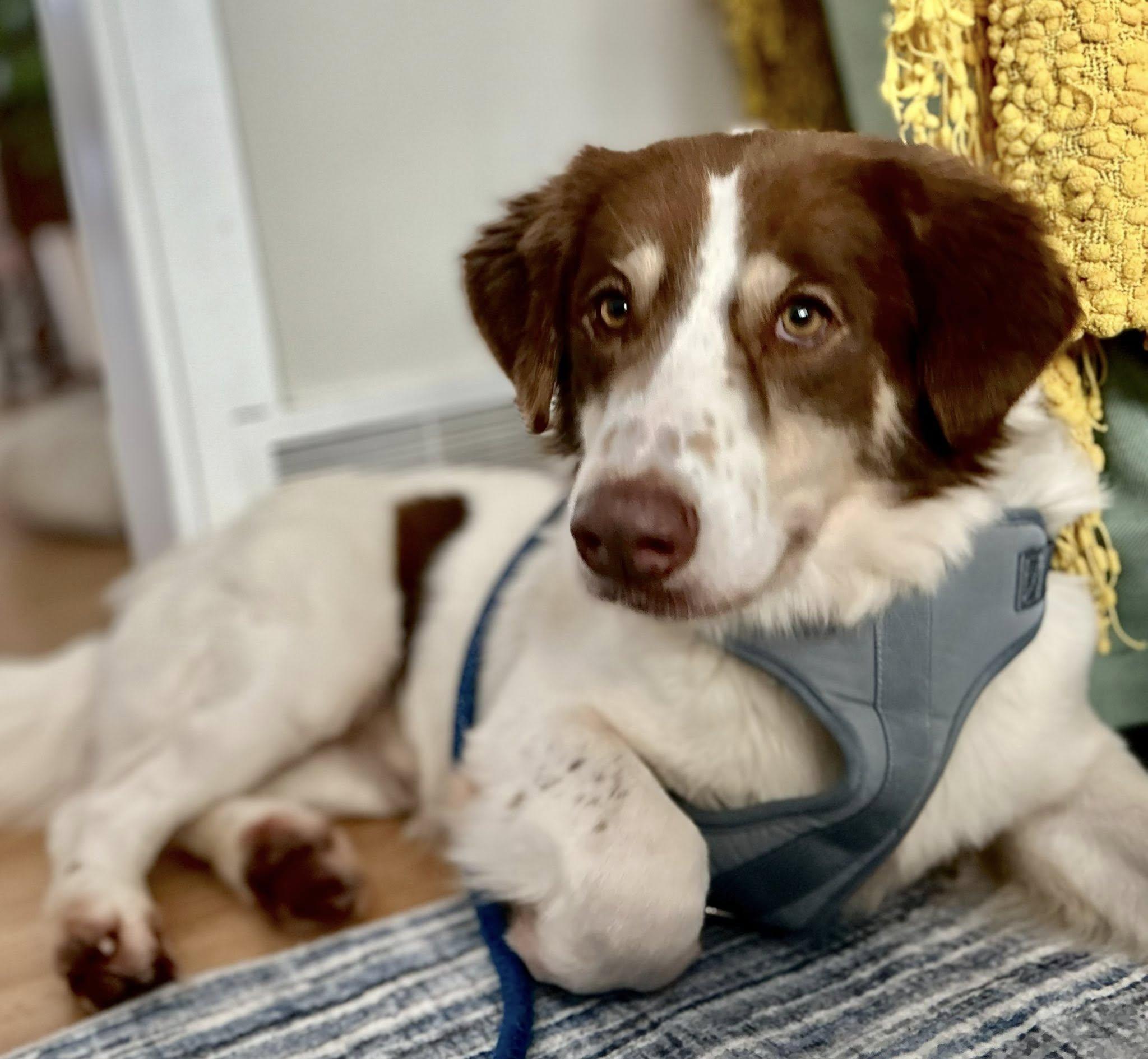 Tucker, ADOPTABLE, Adult Male Australian Shepherd.