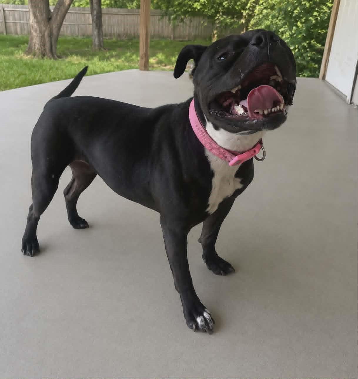 Enlarge Jade, a ADOPTABLE mixed breed in Homer Glen, IL image 1/5