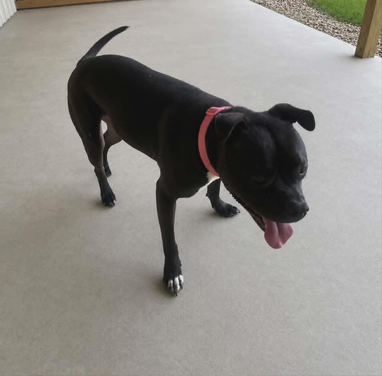 Enlarge Jade, a ADOPTABLE mixed breed in Homer Glen, IL image 2/5