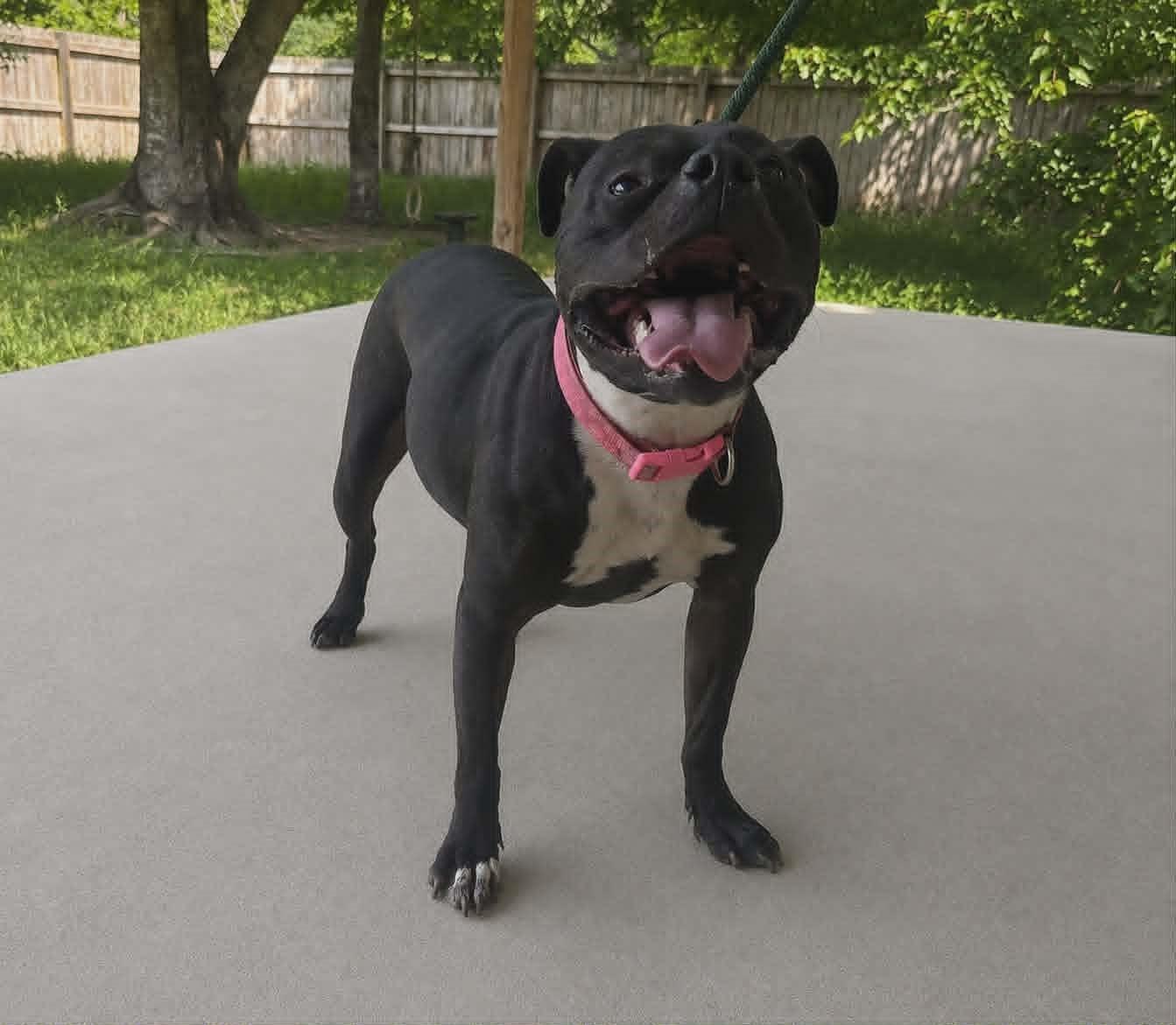 Enlarge Jade, a ADOPTABLE mixed breed in Homer Glen, IL image 3/5