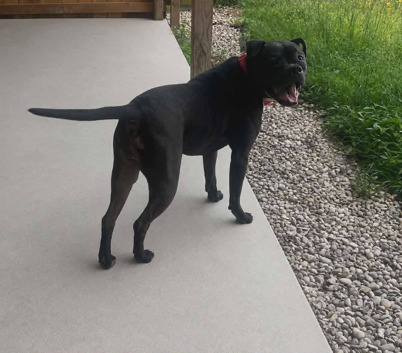 Enlarge Jade, a ADOPTABLE mixed breed in Homer Glen, IL image 4/5