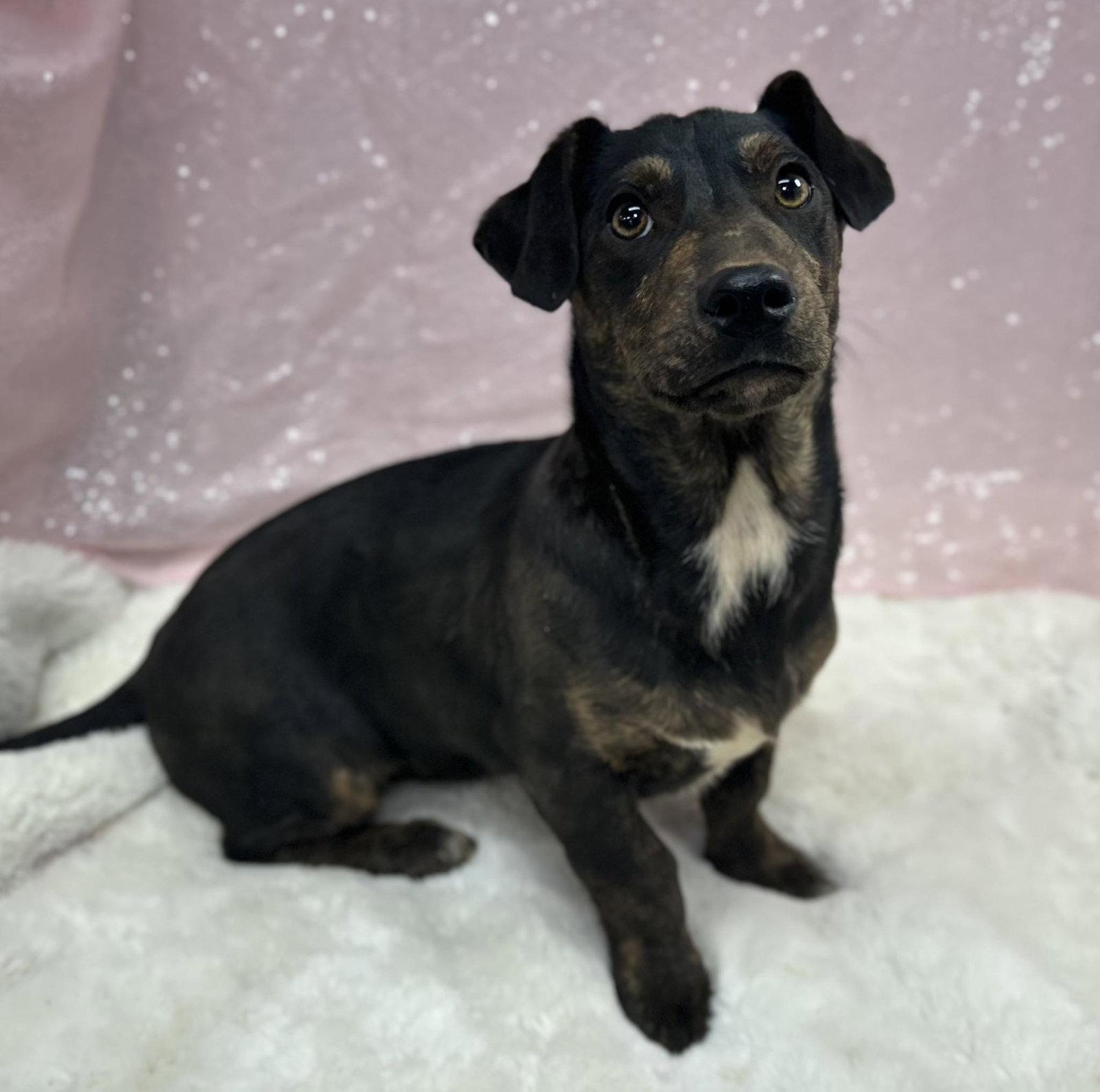 Orca (Bio ✅), Adoptable, Young Female Pit Bull Terrier.