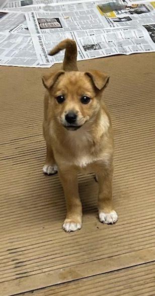 PEANUT (ohiosdrescue@gmail.com), ADOPTABLE, Puppy Female Jack Russell Terrier & Rat Terrier.