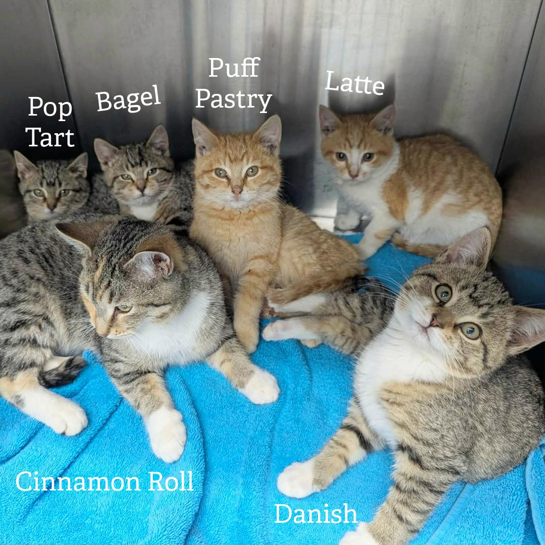 Kittens Available, Adoptable, Kitten Male Domestic Short Hair.