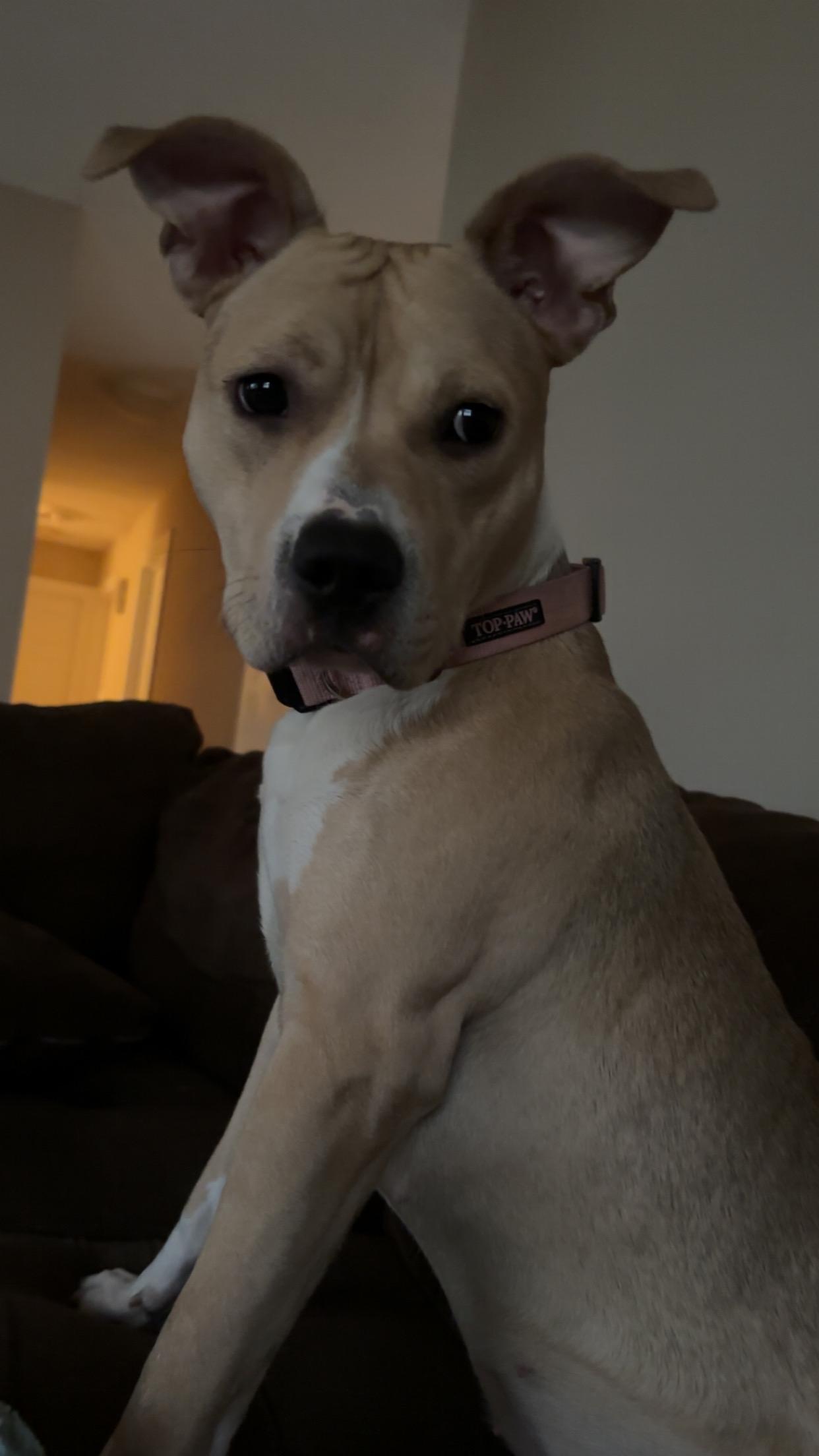 Enlarge Zola, a Adoptable mixed breed in Crystal Lake, IL image 3/3