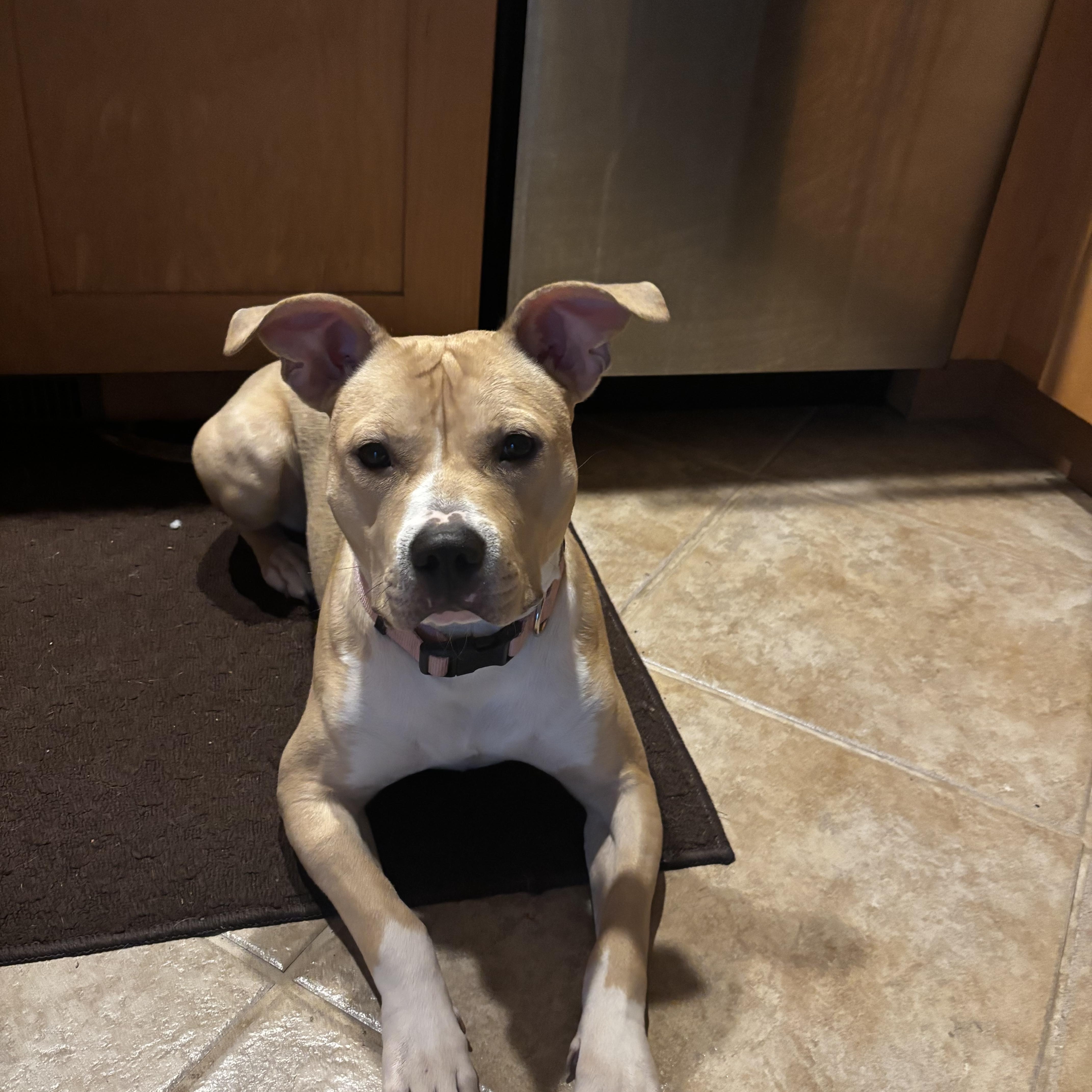 Enlarge Zola, a Adoptable mixed breed in Crystal Lake, IL image 2/3