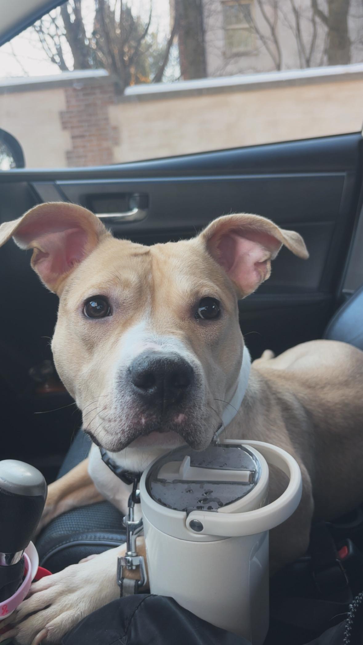 Zola, Adoptable, Young Female Pit Bull Terrier.
