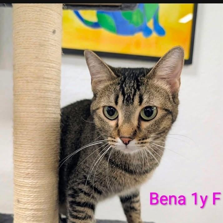 Bena, ADOPTABLE, Young Female Domestic Short Hair.