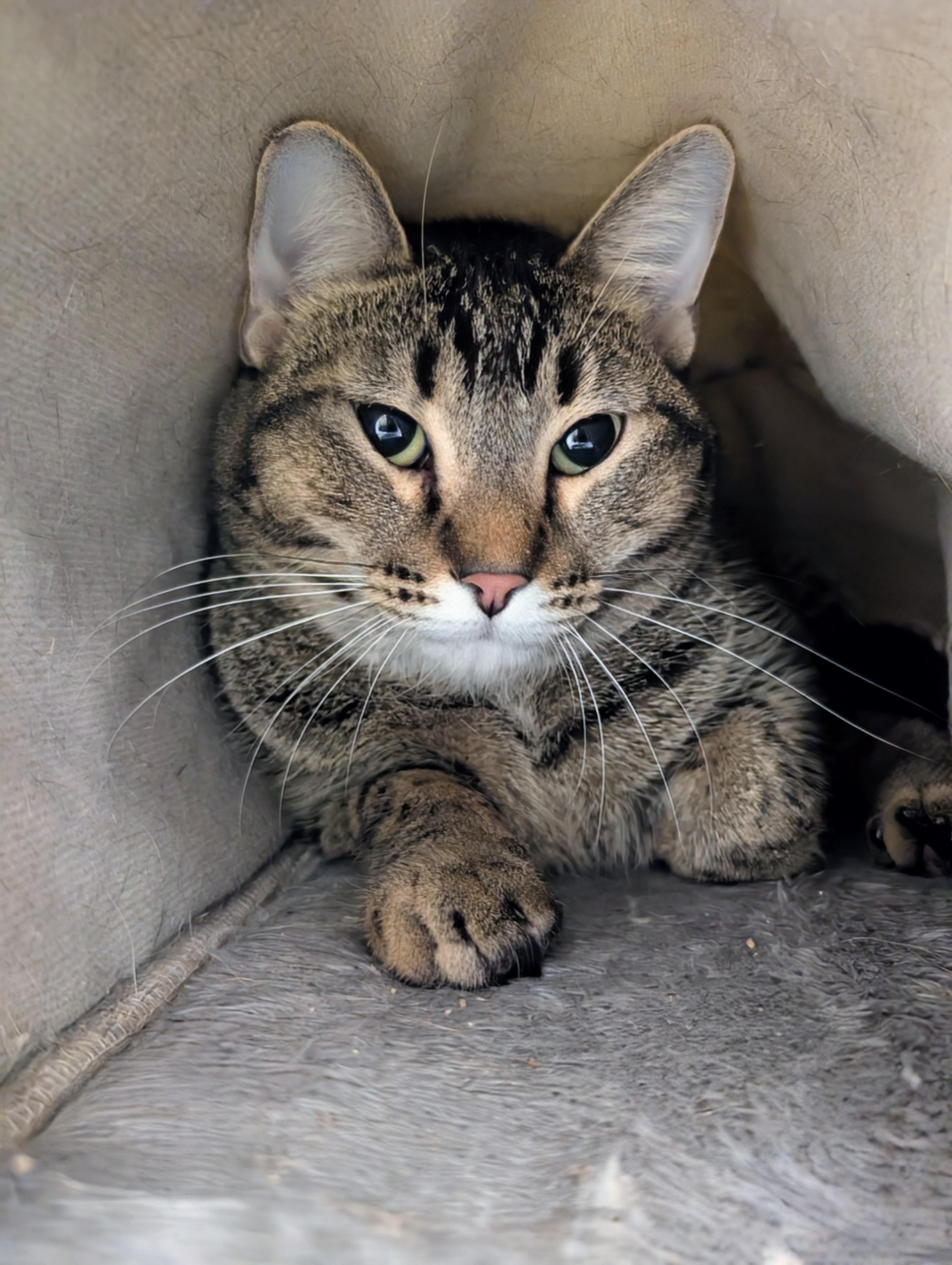 Bena, ADOPTABLE, Young Female Domestic Short Hair.