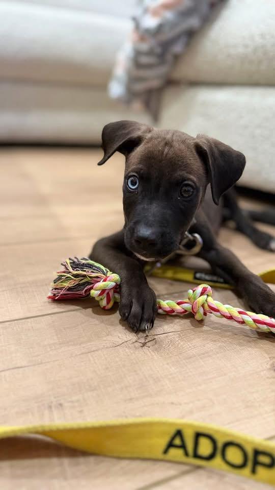 Enlarge Bowie, a Adoptable mixed breed in Berlin, NJ image 2/3