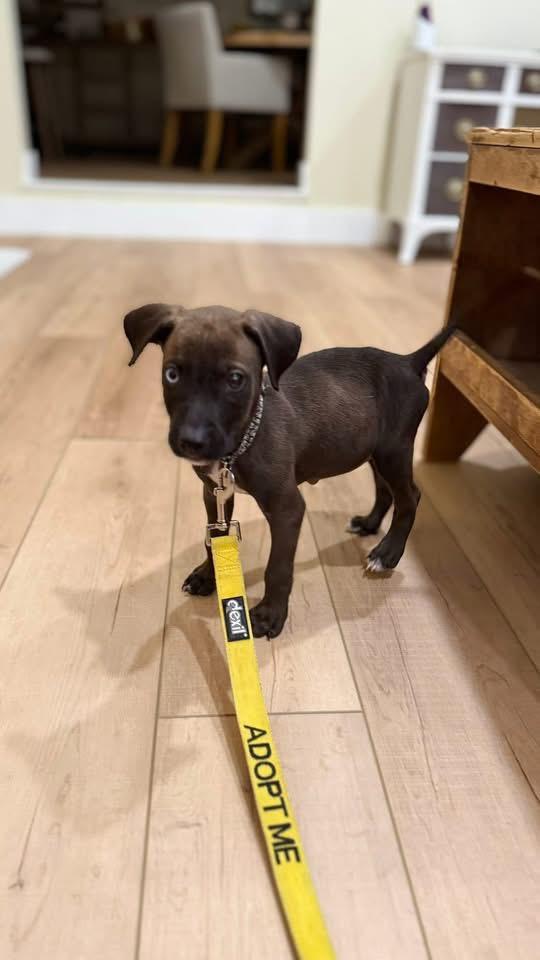 Enlarge Bowie, a Adoptable mixed breed in Berlin, NJ image 3/3