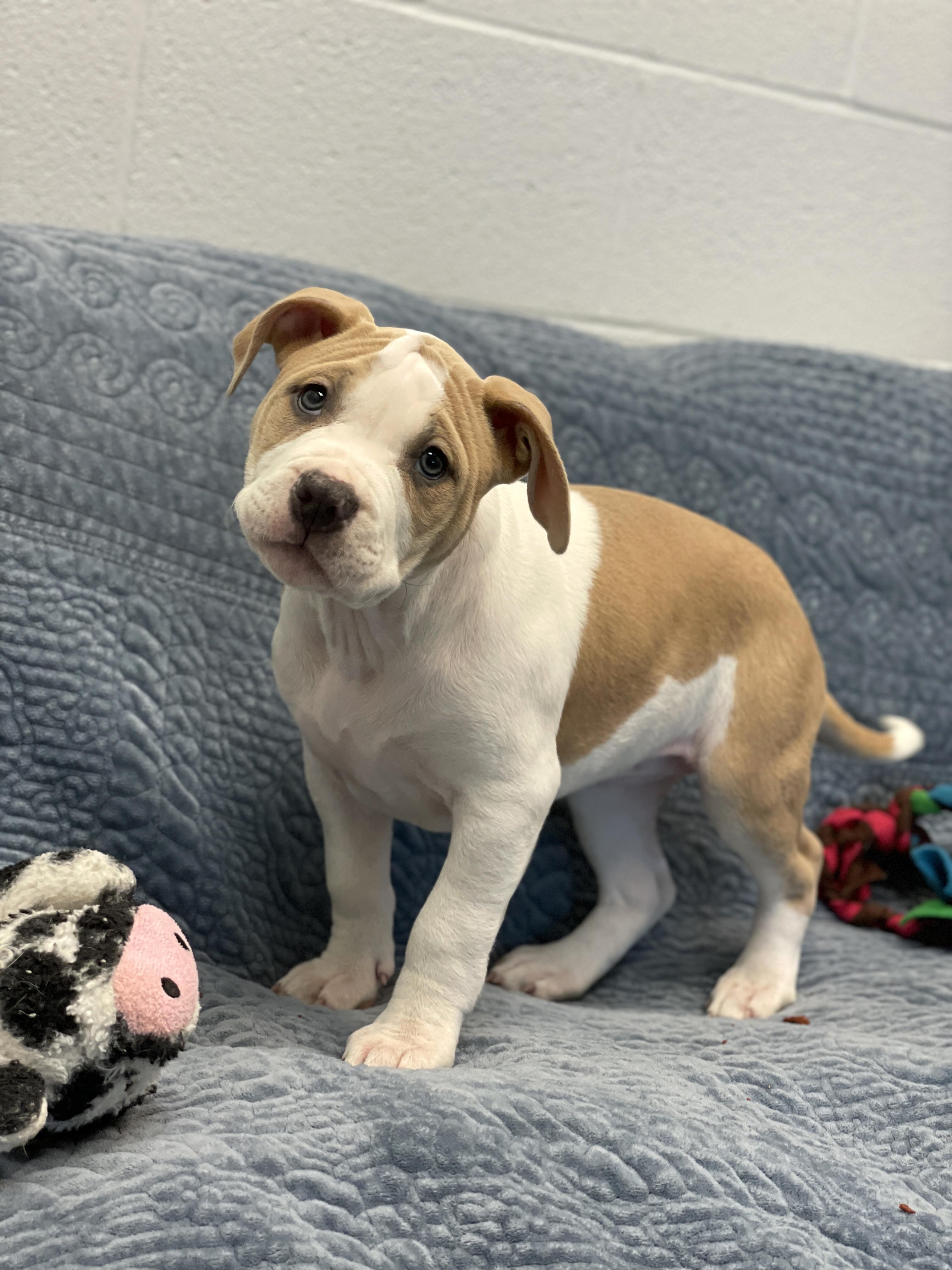 Enlarge Leia, an adopted mixed breed in Charles Town, WV image 4/5