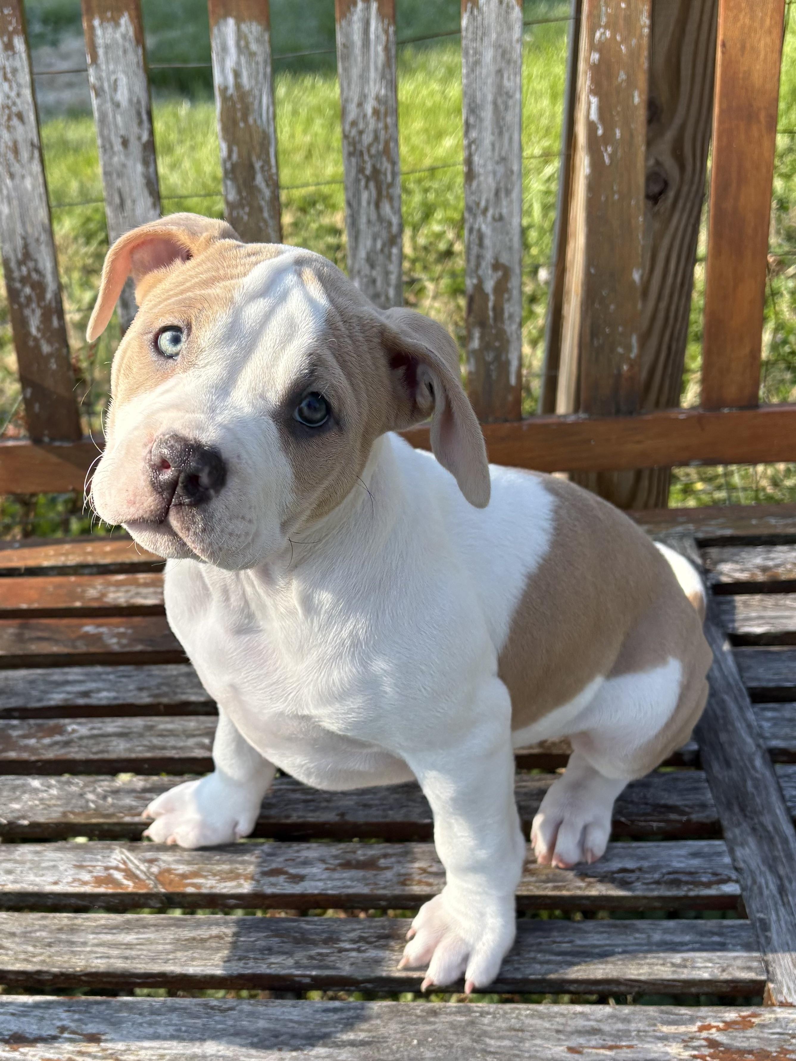 Enlarge Leia, an adopted mixed breed in Charles Town, WV image 5/5