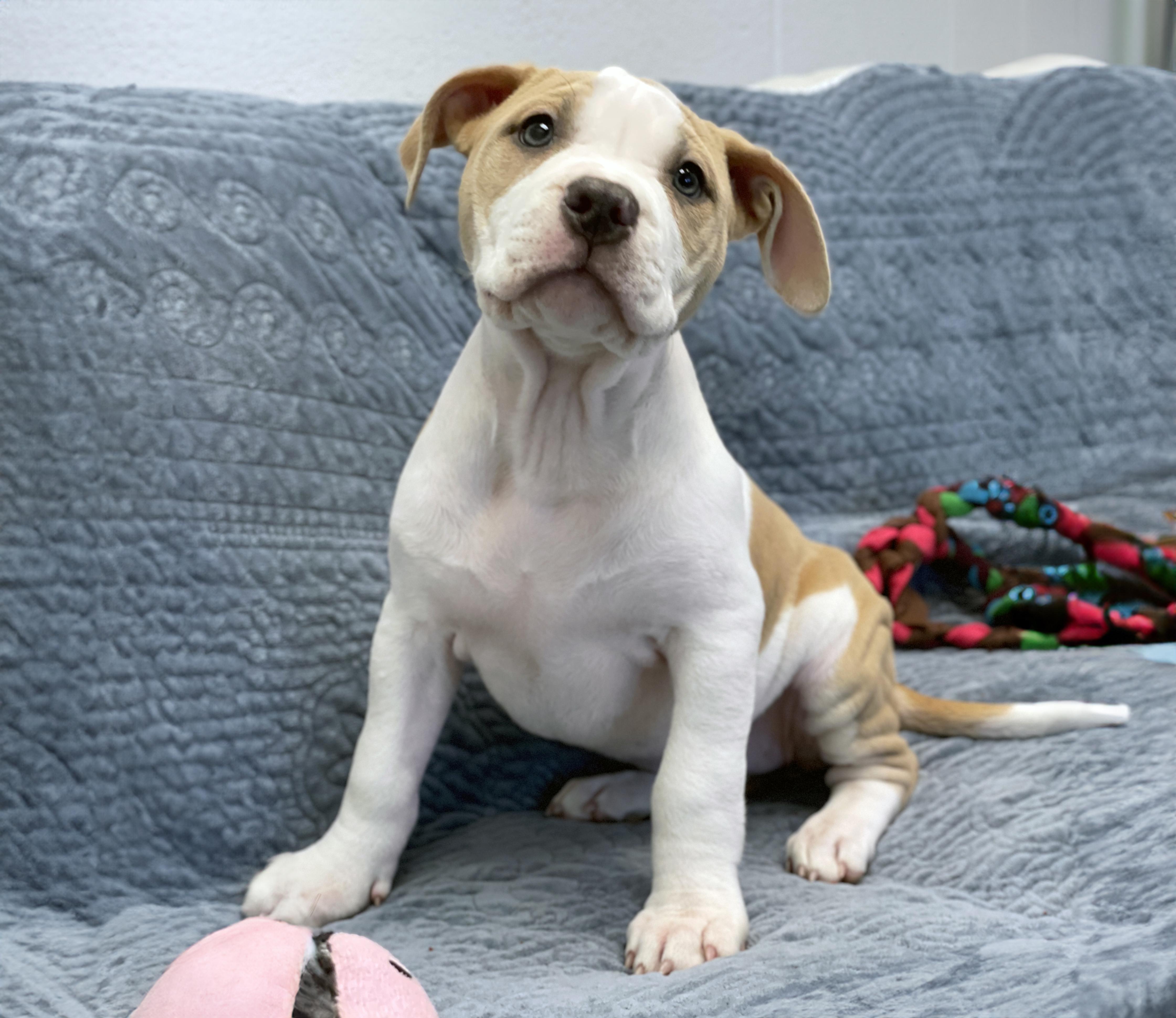 Leia, adopted, Puppy Female Terrier.