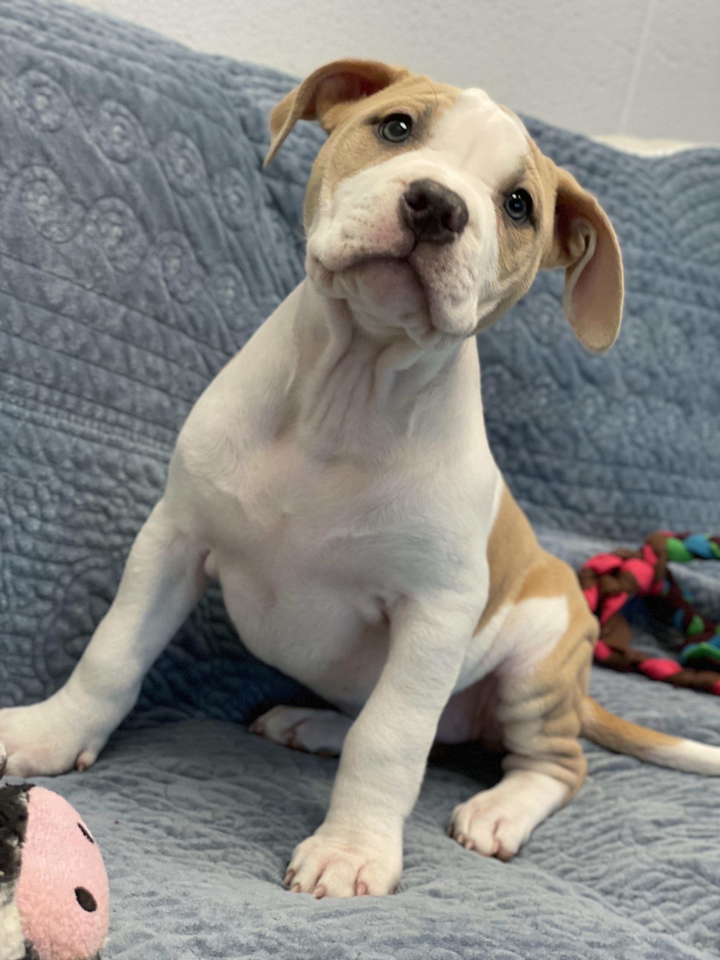Enlarge Leia, an adopted mixed breed in Charles Town, WV image 2/5