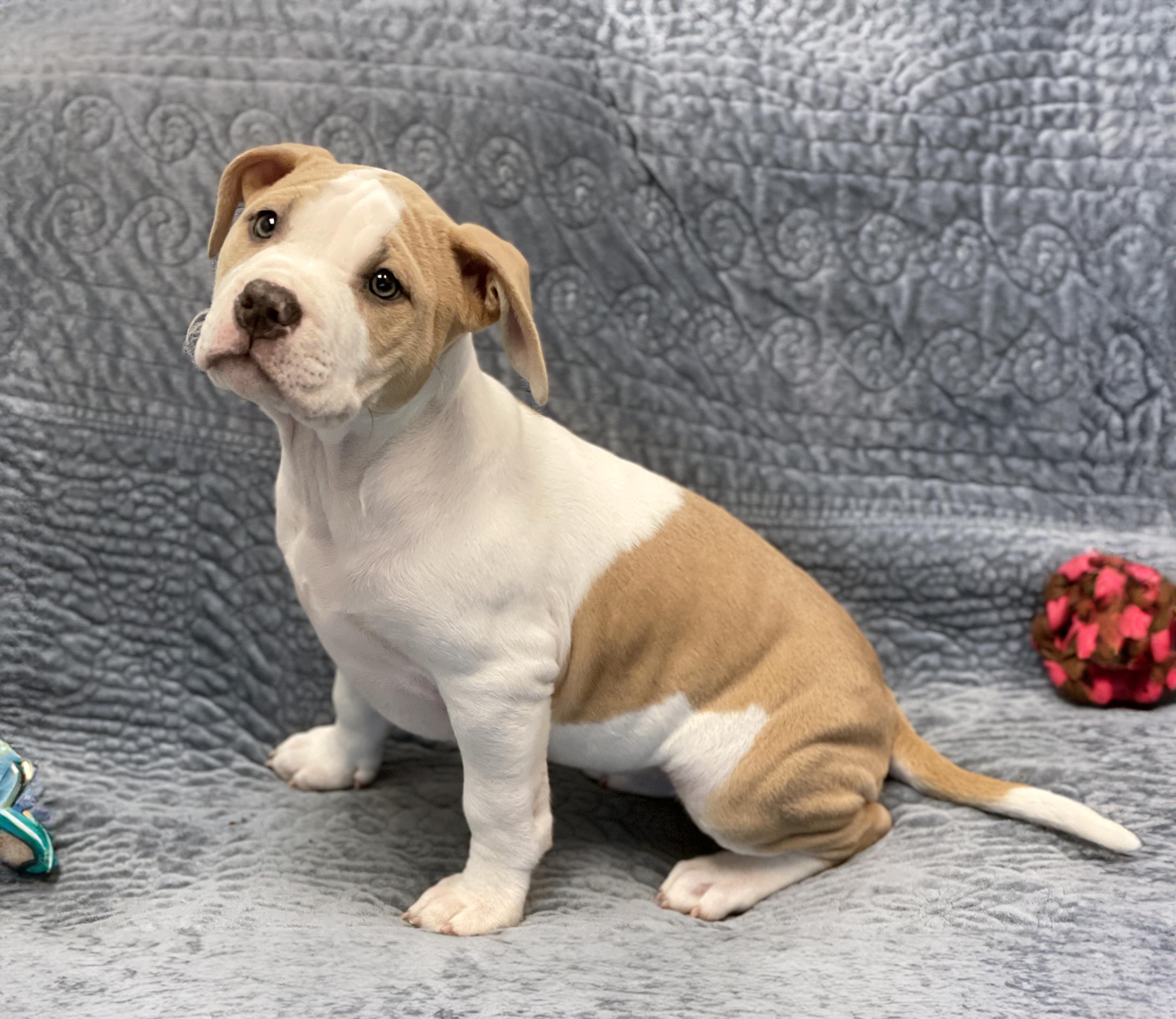 Enlarge Leia, an adopted mixed breed in Charles Town, WV image 3/5