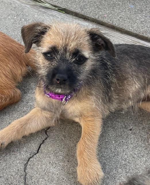 Enlarge Snickerdoodle (Cookie litter), an adopted mixed breed in Redwood City, CA image 2/6