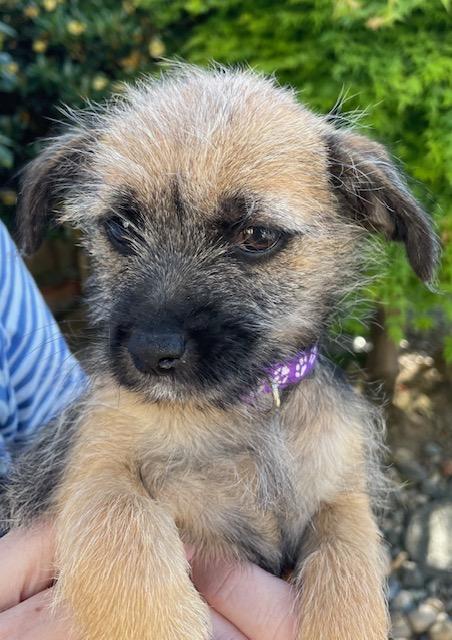 Enlarge Snickerdoodle (Cookie litter), an adopted mixed breed in Redwood City, CA image 4/6