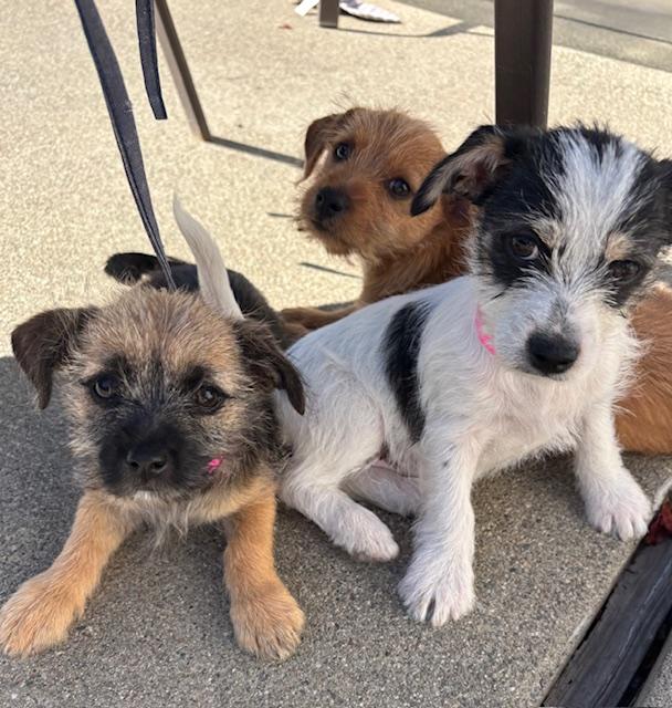 Enlarge Snickerdoodle (Cookie litter), an adopted mixed breed in Redwood City, CA image 5/6