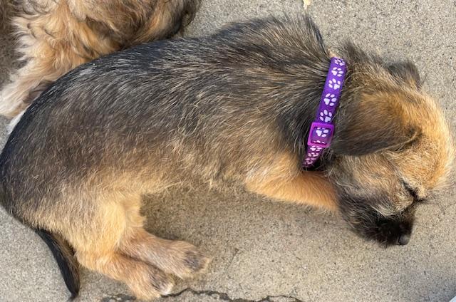 Enlarge Snickerdoodle (Cookie litter), an adopted mixed breed in Redwood City, CA image 6/6
