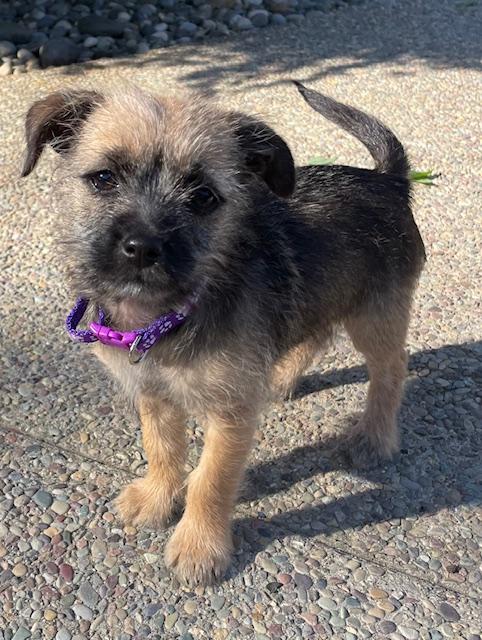 Snickerdoodle (Cookie litter), adopted, Puppy Female Terrier.