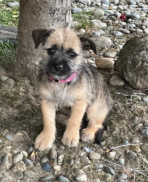 Enlarge Snickerdoodle (Cookie litter), an adopted mixed breed in Redwood City, CA image 3/6