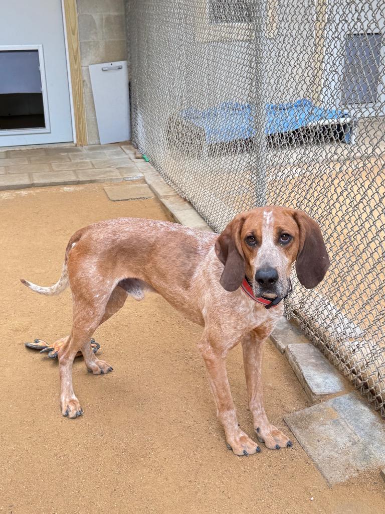 Enlarge Redford, a Adoptable Hound in Hampton, VA image 1/3
