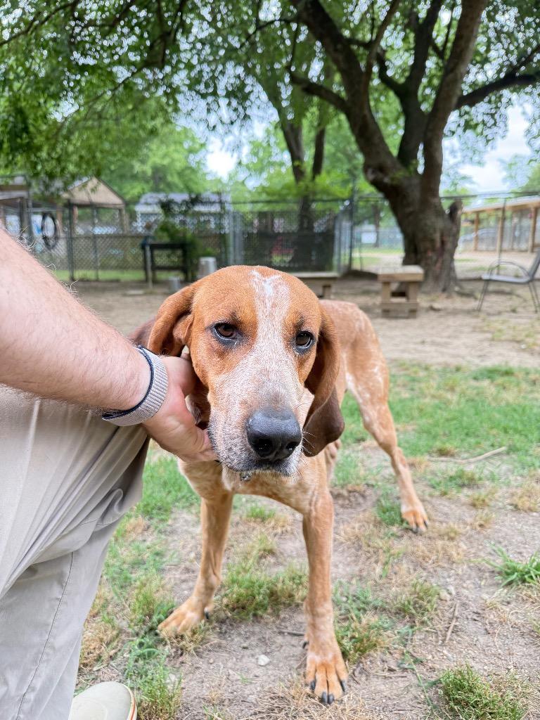 Enlarge Redford, a Adoptable Hound in Hampton, VA image 2/3