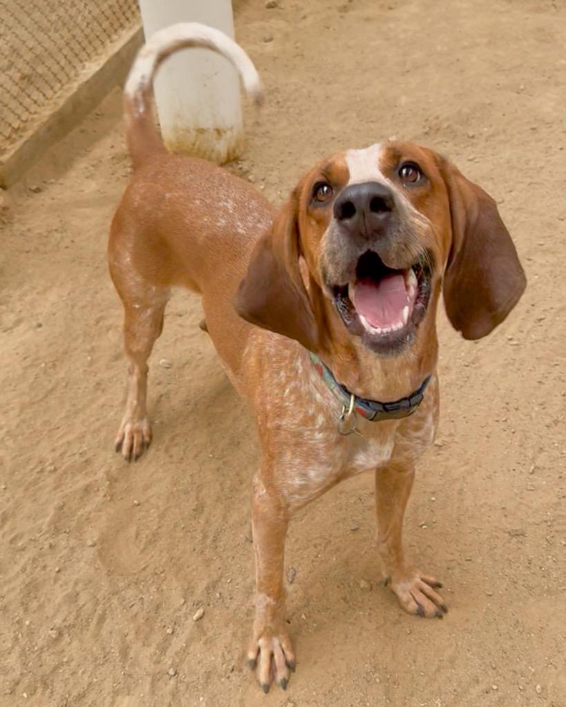 Enlarge Redford, a Adoptable Hound in Hampton, VA image 3/4