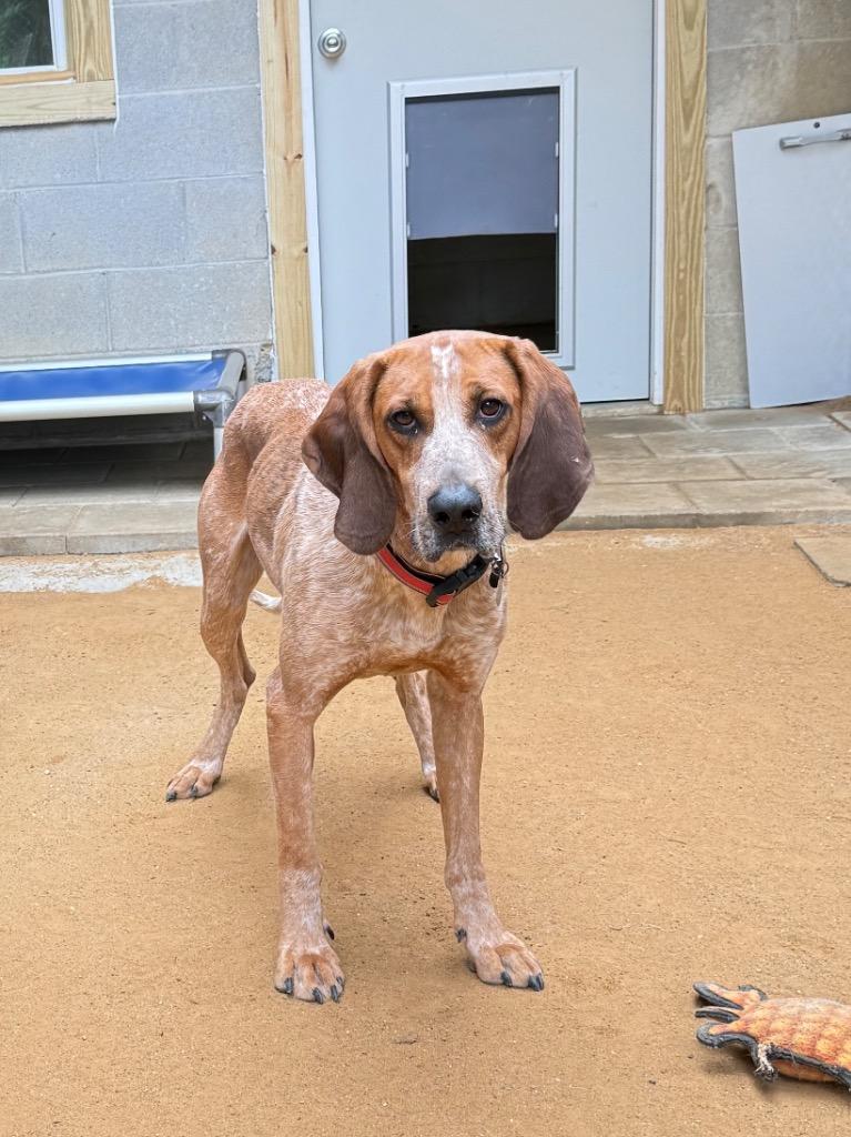 Enlarge Redford, a Adoptable Hound in Hampton, VA image 3/3