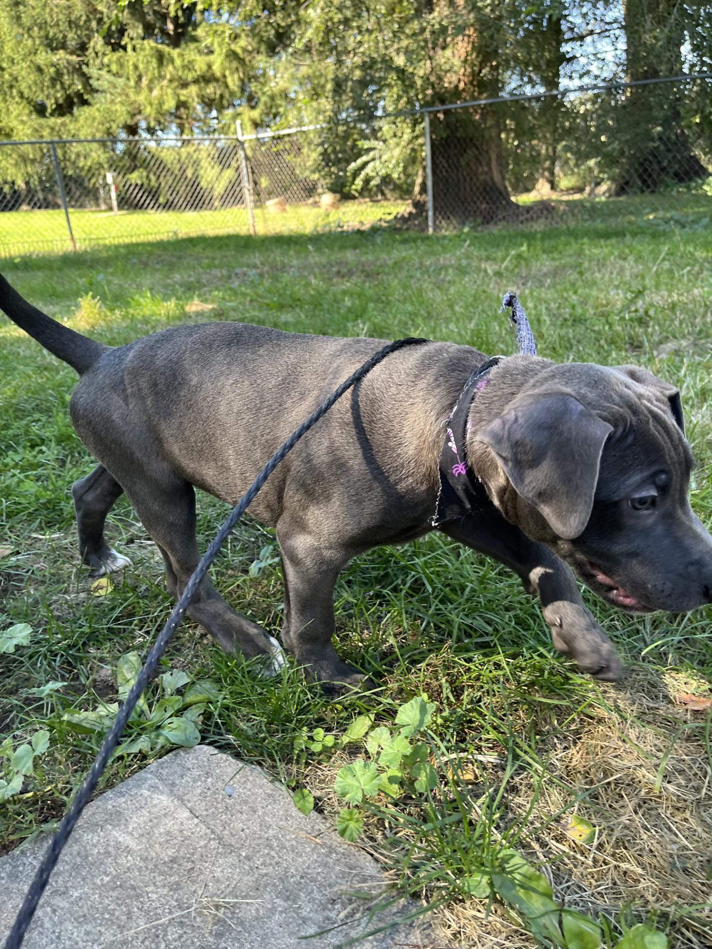 Enlarge Zuchinni, a Adoptable mixed breed in Upper Sandusky, OH image 4/4