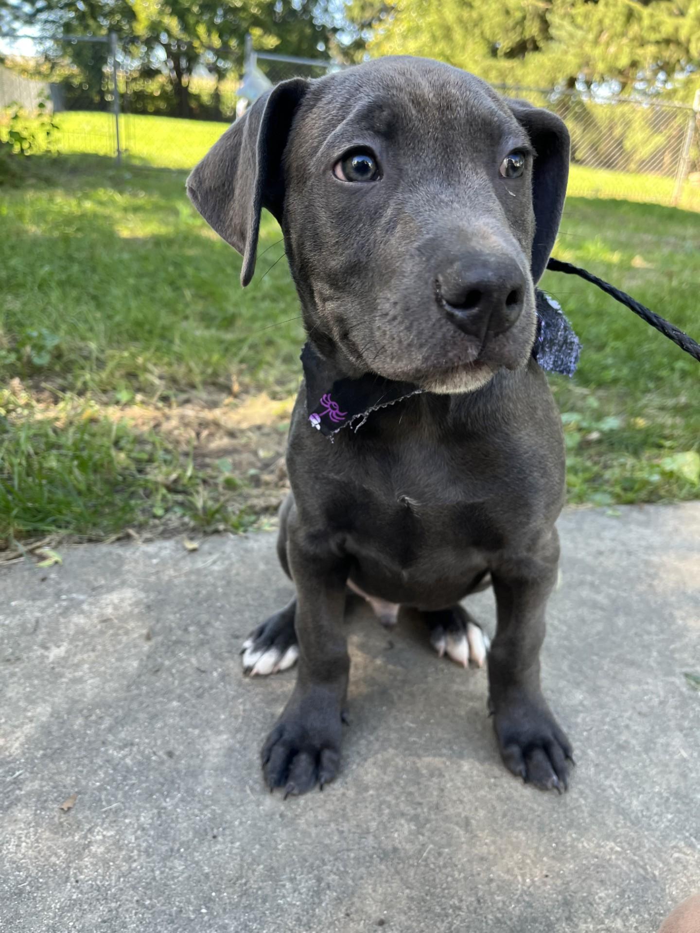 Enlarge Zuchinni, a Adoptable mixed breed in Upper Sandusky, OH image 3/4