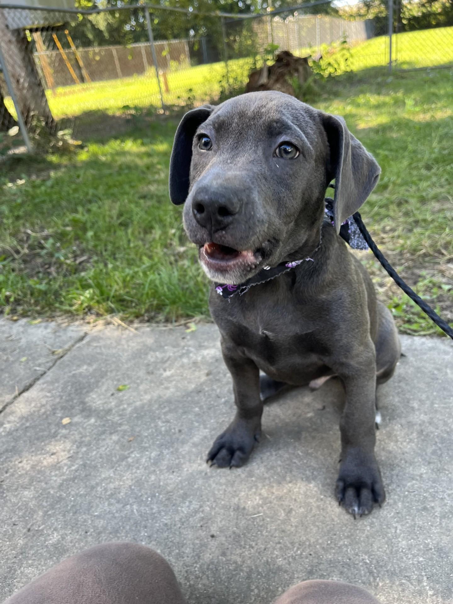 Enlarge Zuchinni, a Adoptable mixed breed in Upper Sandusky, OH image 2/4