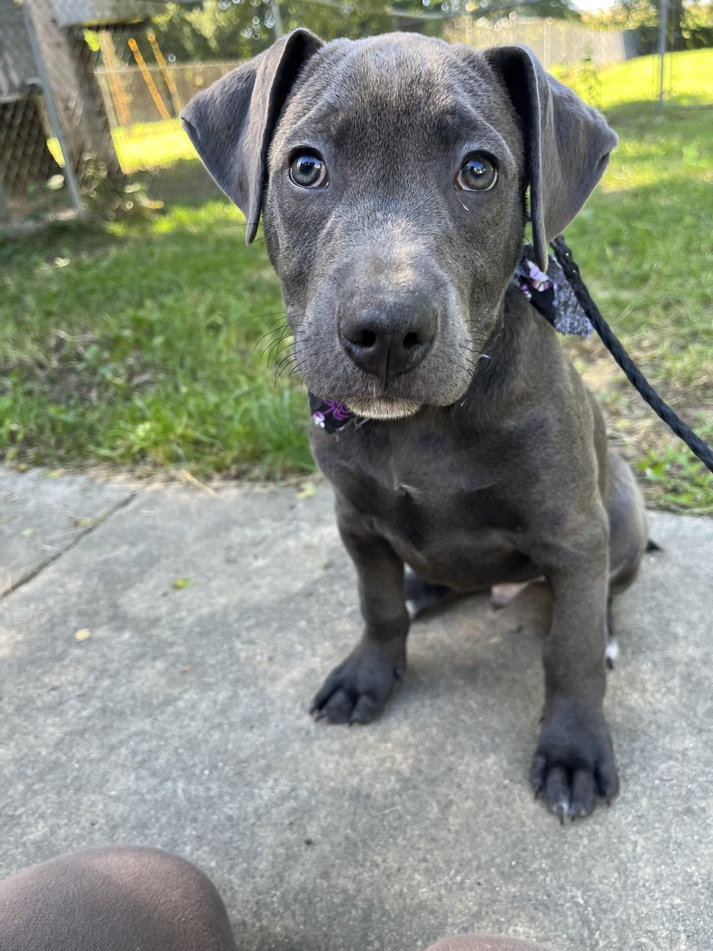 Enlarge Zuchinni, a Adoptable mixed breed in Upper Sandusky, OH image 1/4