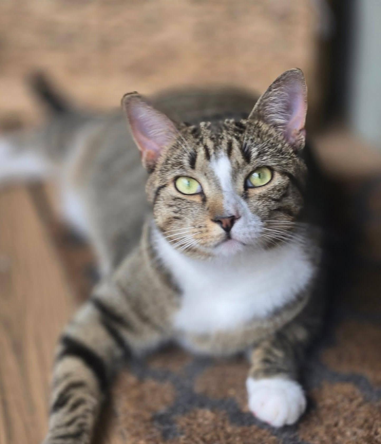 Felix, adopted, Adult Male Domestic Short Hair.
