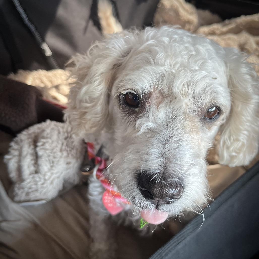Enlarge Judith, a Adoptable mixed breed in Los Angeles, CA image 1/5