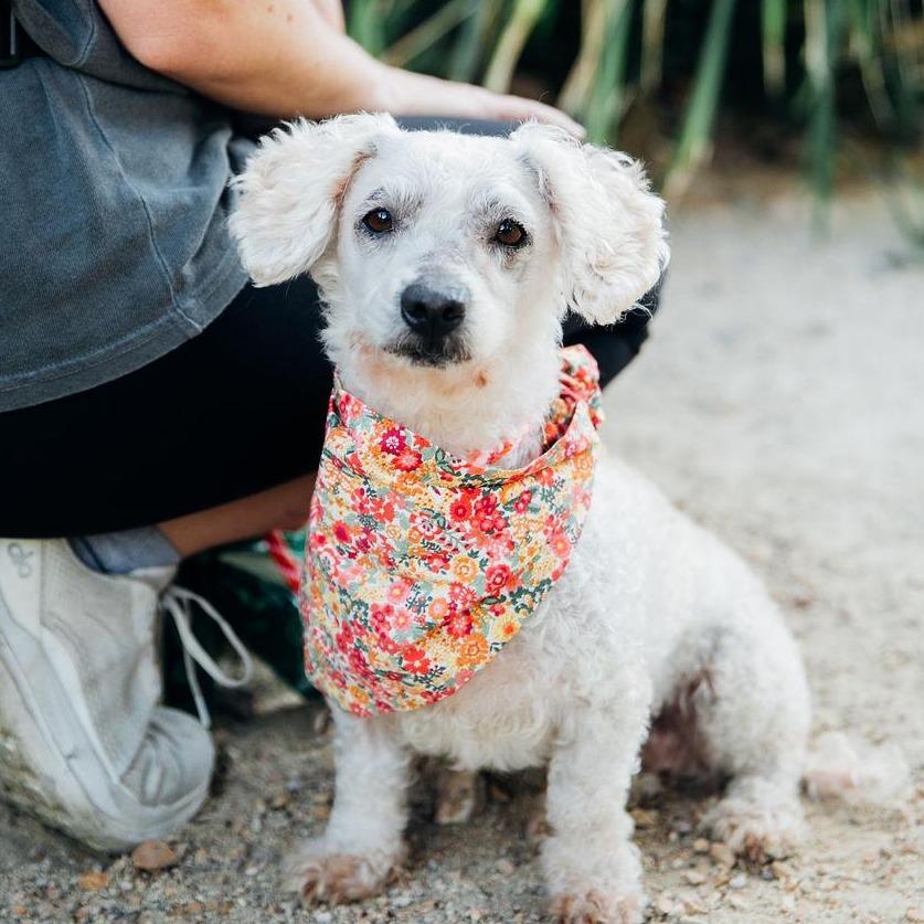 Enlarge Judith, a Adoptable mixed breed in Los Angeles, CA image 2/5